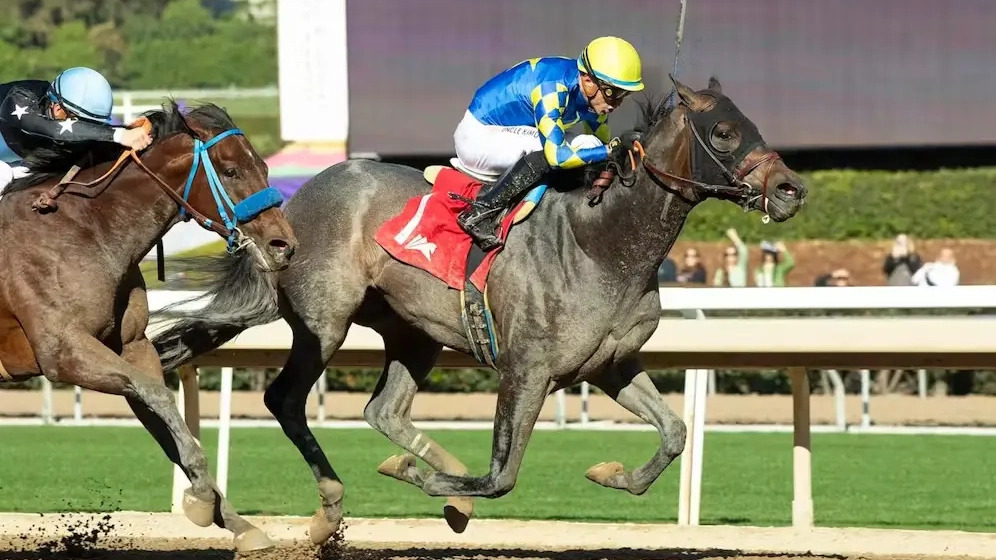 Madaket Road Pegasus World Cup Scratched